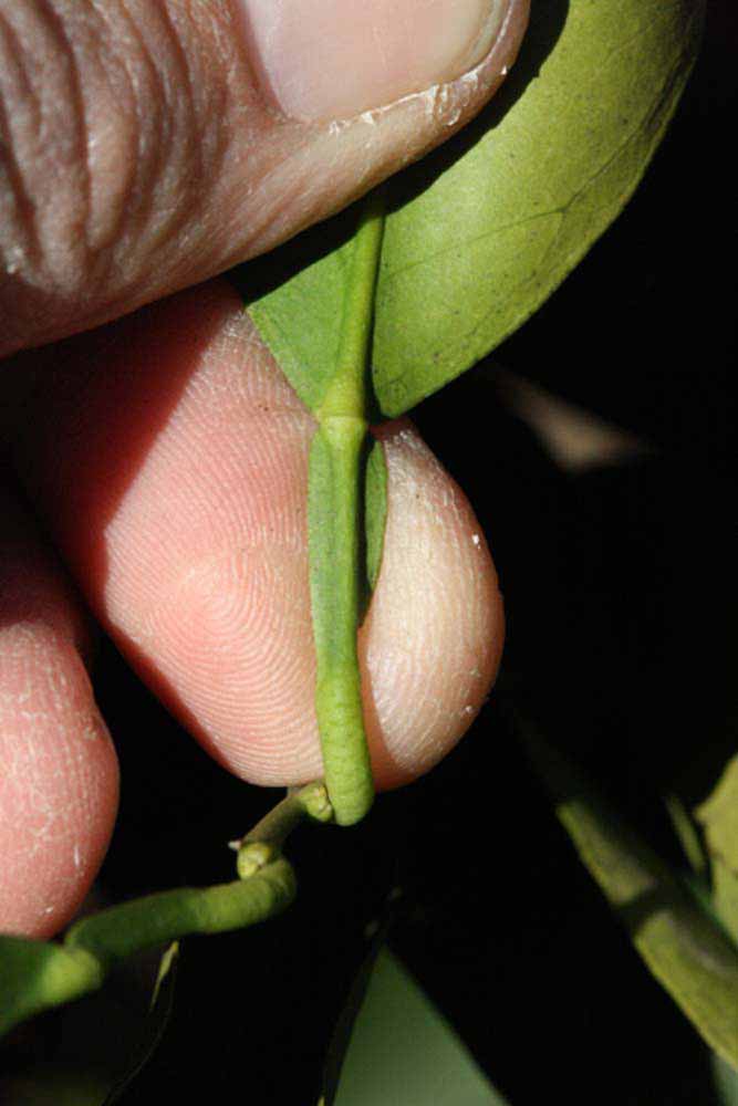              Petiole (Riverside, CA)       